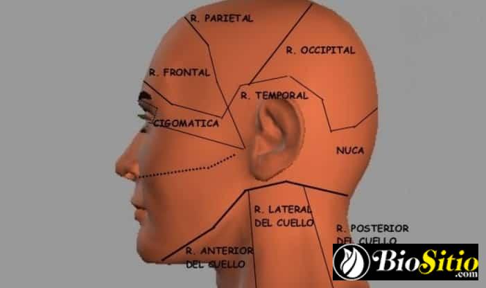 Anatomía topográfica