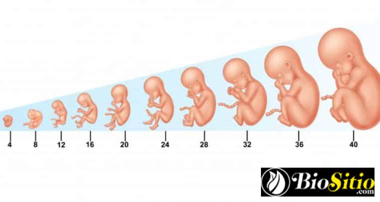 desarrollo embrionario