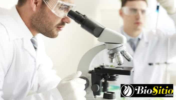 anatomia microscopica