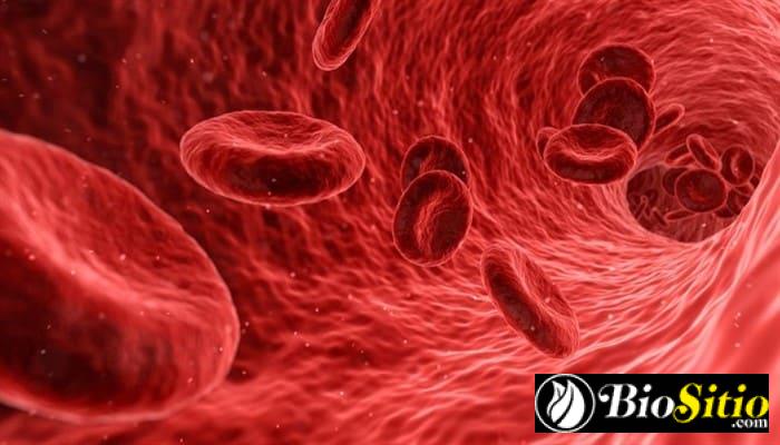 sistema inmunologico