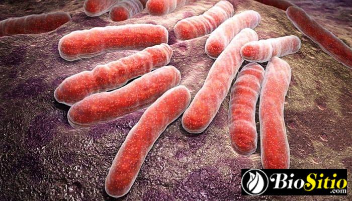 ejemplos del reino monera