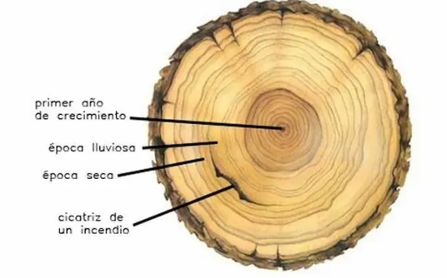 Dendrología