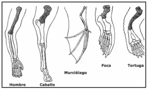 Fisiología Comparativa