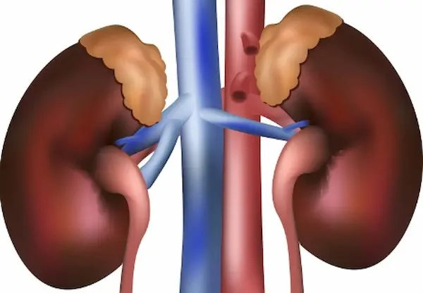 Fisiología De Los Líquidos Corporales Y De Los Riñones