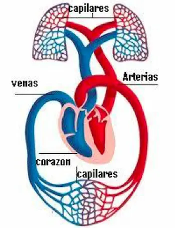 fisiología de la circulación