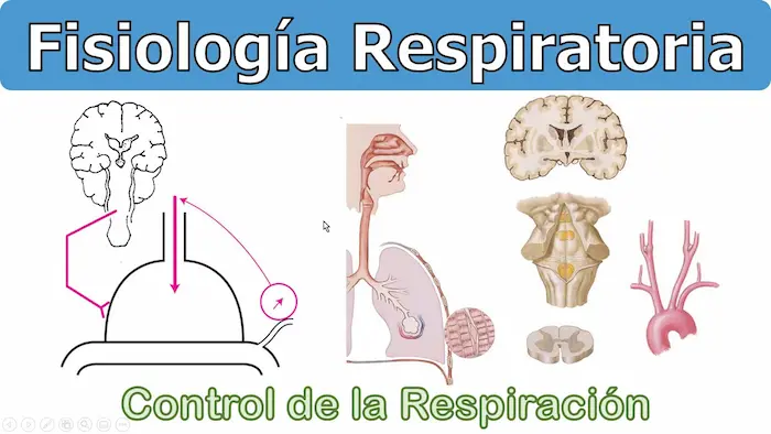 fisiología de la respiración