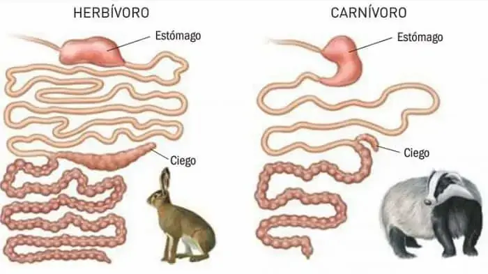 Organografía Animal