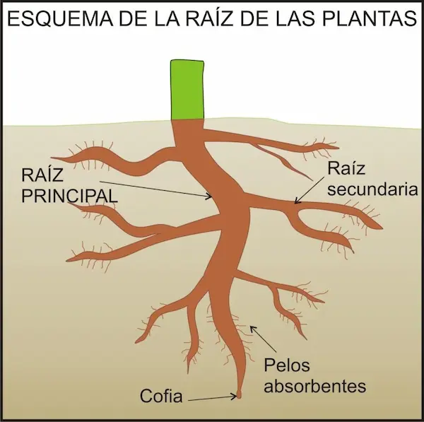 Raíz De Una Planta