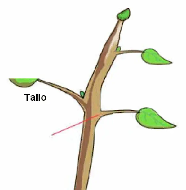Tallo De Una Planta