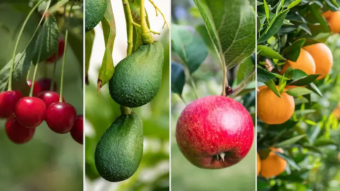 El fruto de la planta