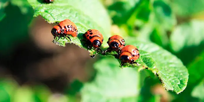 Entomología agrícola