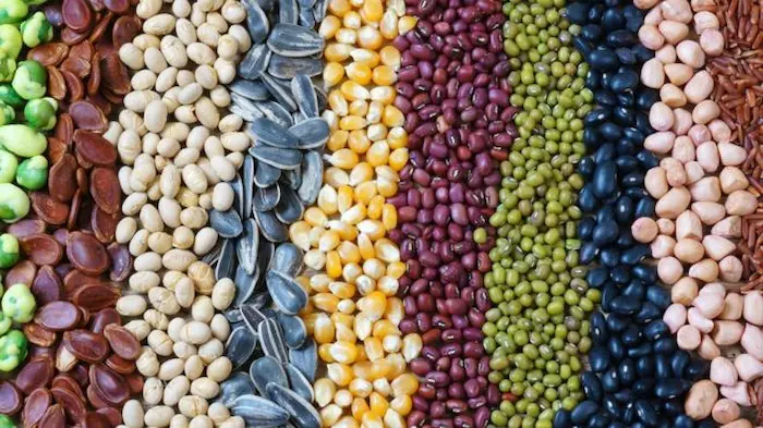 La Semilla De La Planta