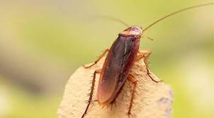 Toxicología de los insectos