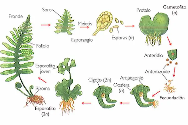 embriología vegetal