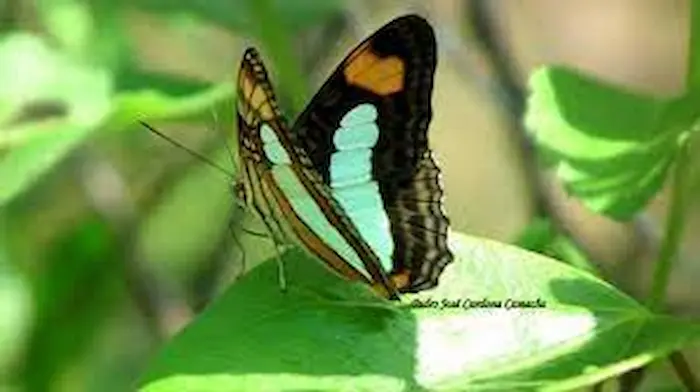 entomología forestal