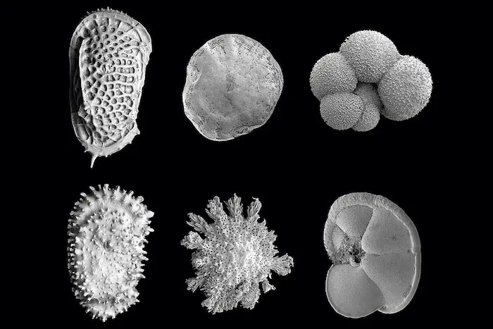 Micropaleontología Marina