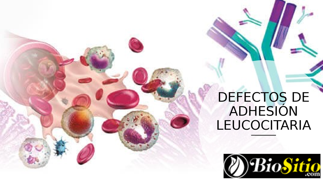 adhesión leucocitaria
