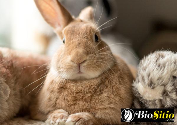 Etología Del Conejo