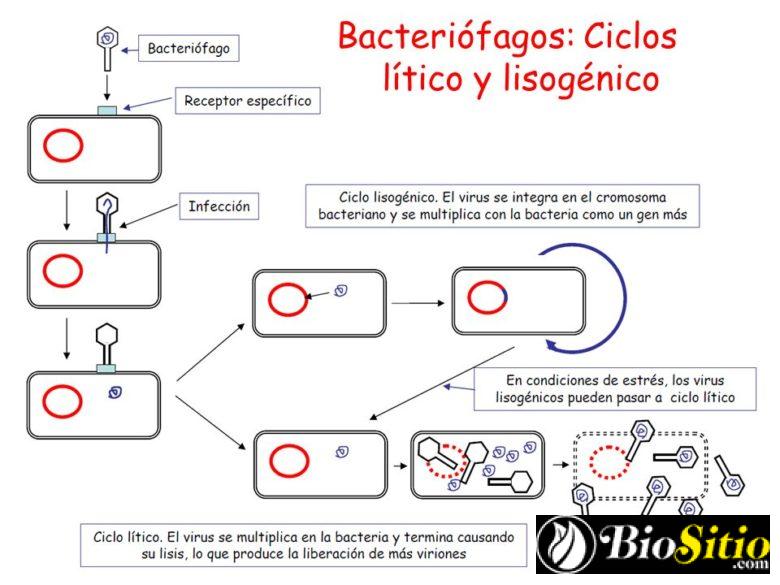 genética microbiana