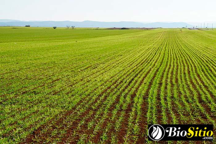 Microbiología Agrícola