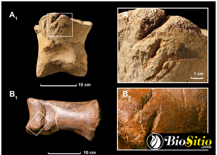 Paleontología De Icnofósiles