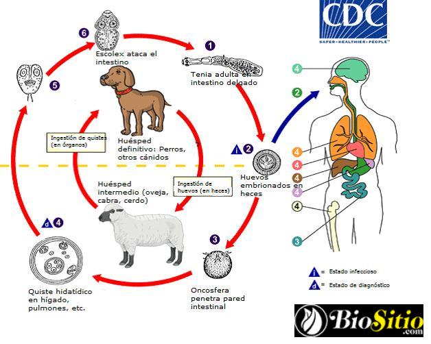 Echinococcus Granulosus