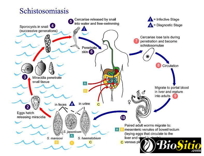 Schistosoma Mansoni