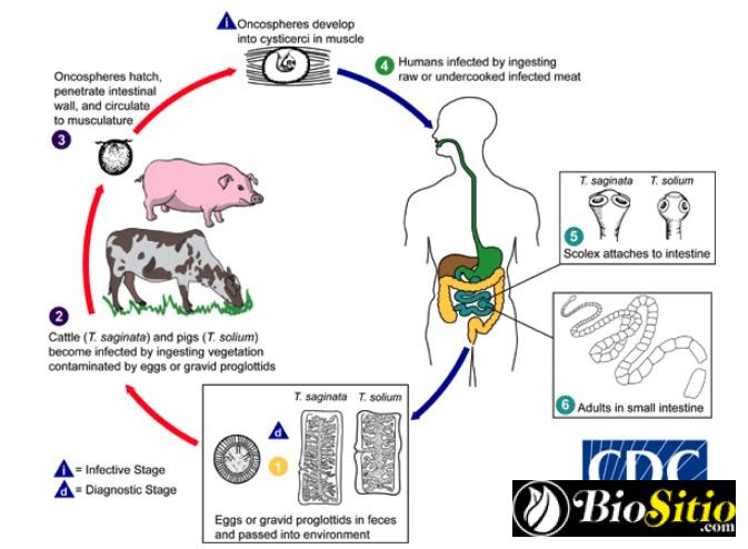 Taenia Solium Y Saginata