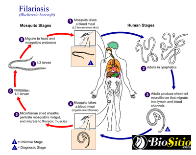 Wuchereria Bancrofti