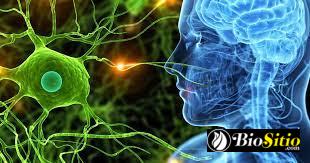 Enfermedad De Pelizaeus-Merzbacher